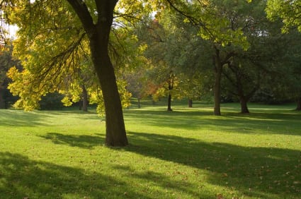 Inner city park in Calgary