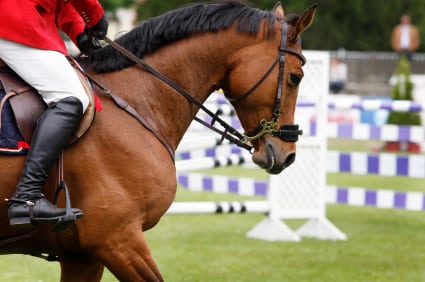 Calgary Spruce Meadows