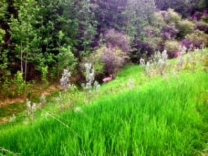 Deer at Edgemont Ravine Calgary Parks