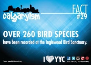Inglewood Bird Sanctuary Calgary Activities Infographic